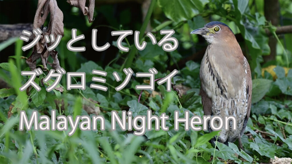 【ジッとしている】ズグロミゾゴイ Malayan Night Heron