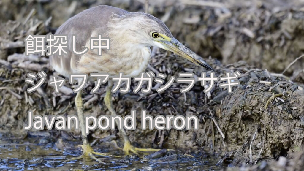 【餌探し中】ジャワアカガシラサギ Javan pond heron