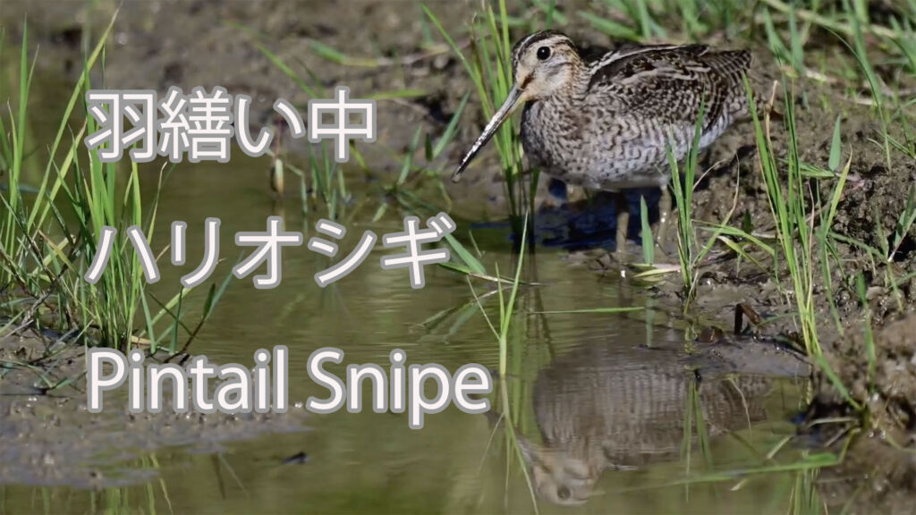 【羽繕い中】ハリオシギ Pintail Snipe