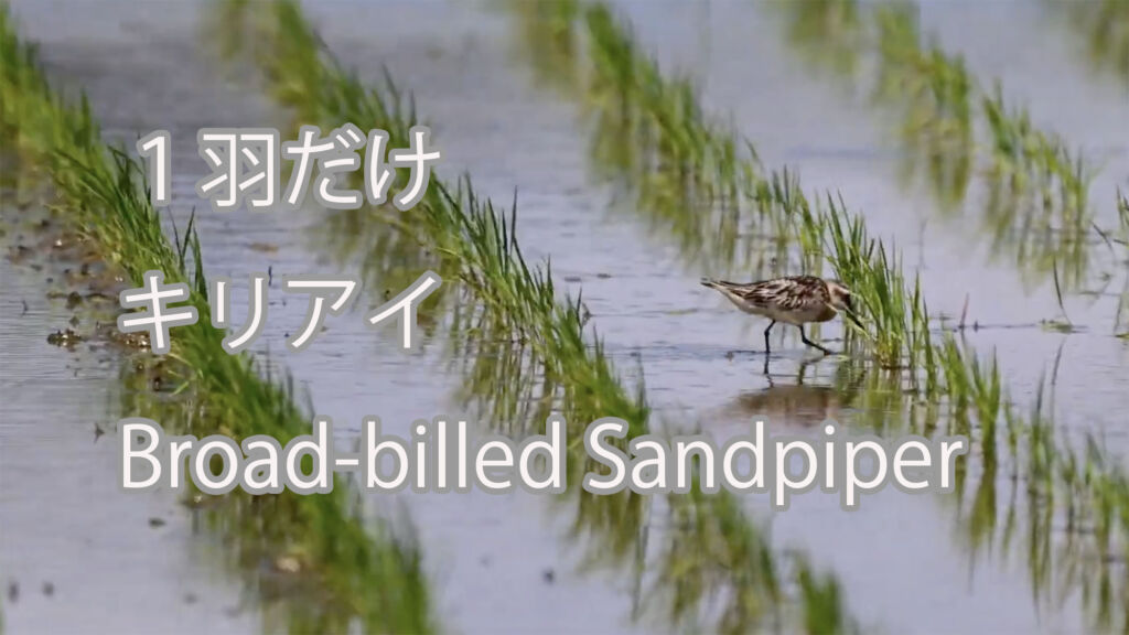 【１羽だけ】キリアイ Broad-billed Sandpiper