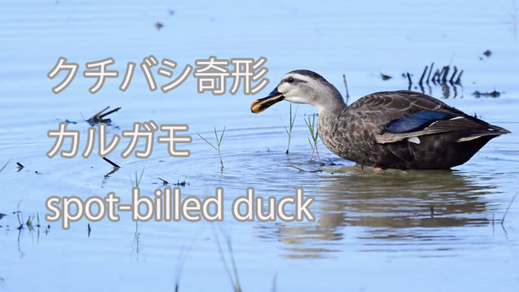 【クチバシ奇形】カルガモ spot-billed duck