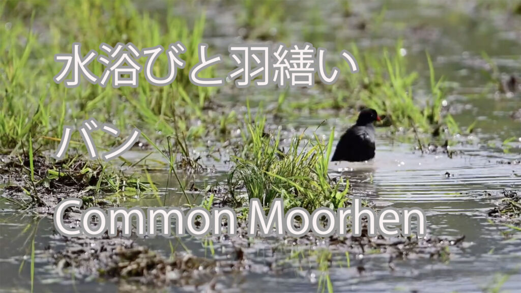 【水浴びと羽繕い】バン Common Moorhen