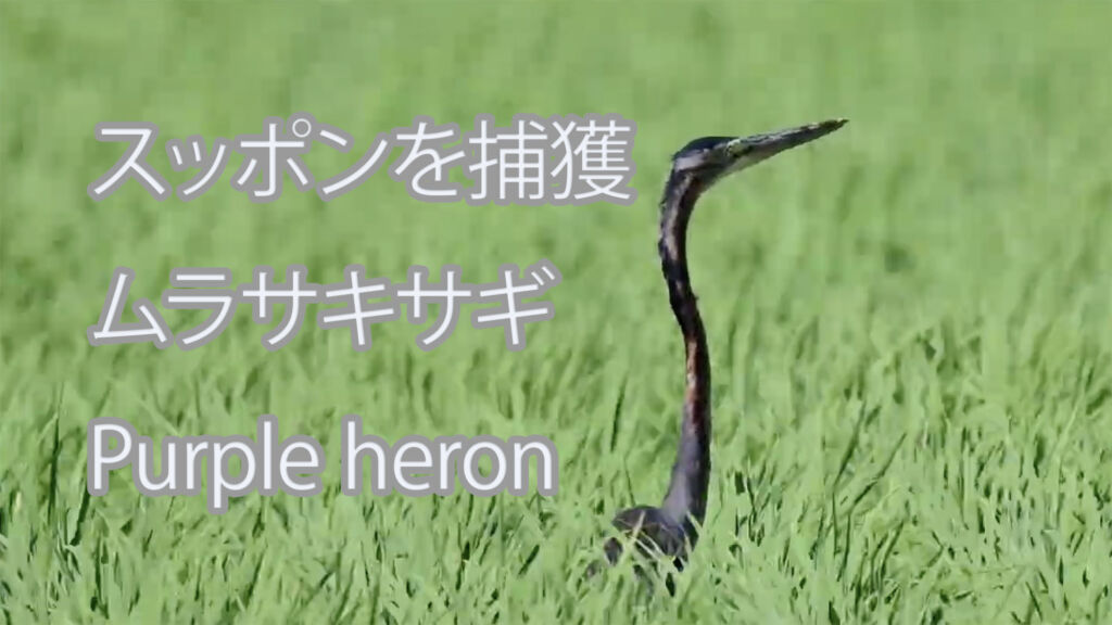 【スッポンを捕獲】ムラサキサギ Purple heron