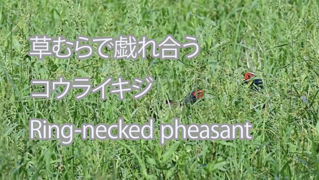 【草むらで戯れ合う】コウライキジ Ring-necked pheasant