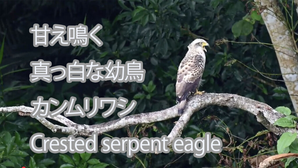 【甘え鳴く、真っ白な幼鳥】カンムリワシ Crested serpent eagle