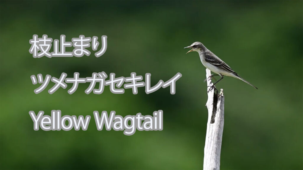 【枝止まり】ツメナガセキレイ Yellow Wagtail