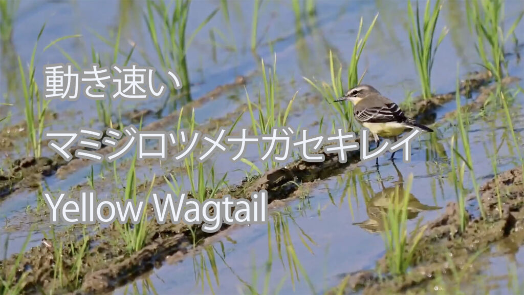 【動き速い】マミジロツメナガセキレイ Yellow Wagtail