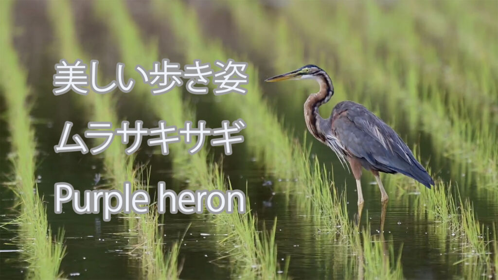 【美しい歩き姿】ムラサキサギ Purple heron