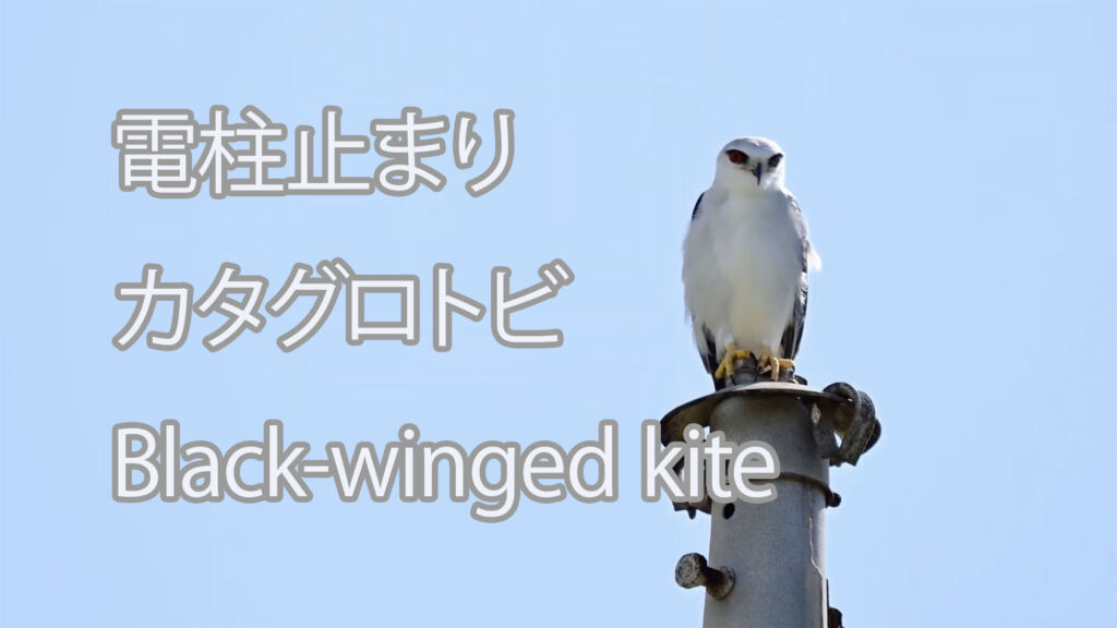 【電柱止まり】カタグロトビ Black-winged kite