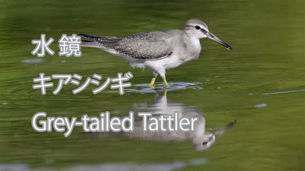 【水鏡】キアシシギ Grey-tailed Tattler
