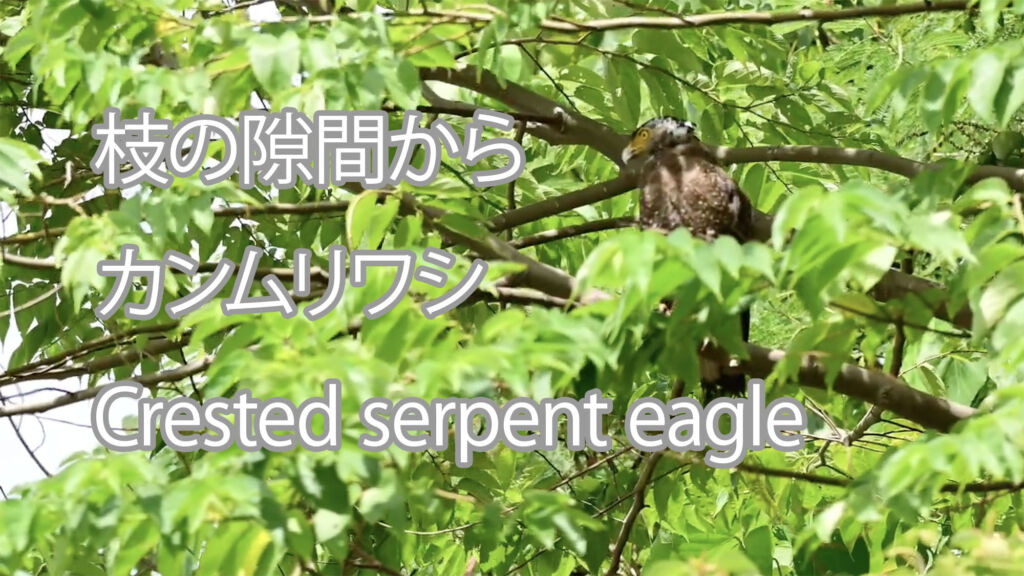 【枝の隙間から】カンムリワシ Crested serpent eagle