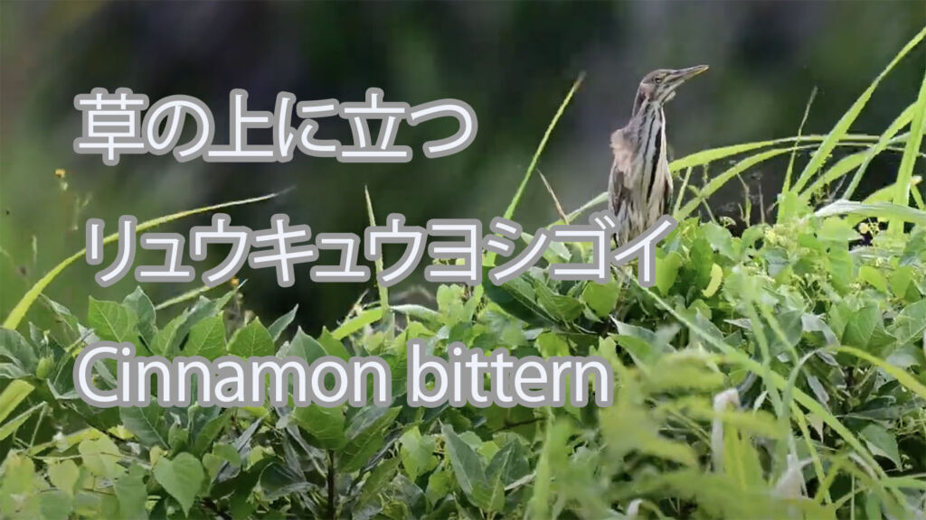 【草の上に立つ】リュウキュウヨシゴイ Cinnamon bittern