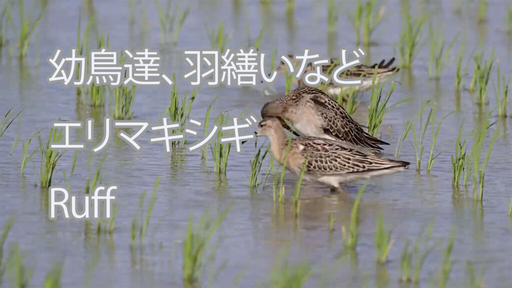 【幼鳥達、羽繕いなど】エリマキシギ Ruff