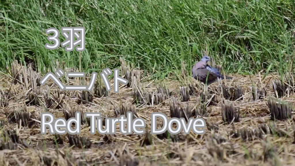 【３羽】ベニバト Red Collared Dove