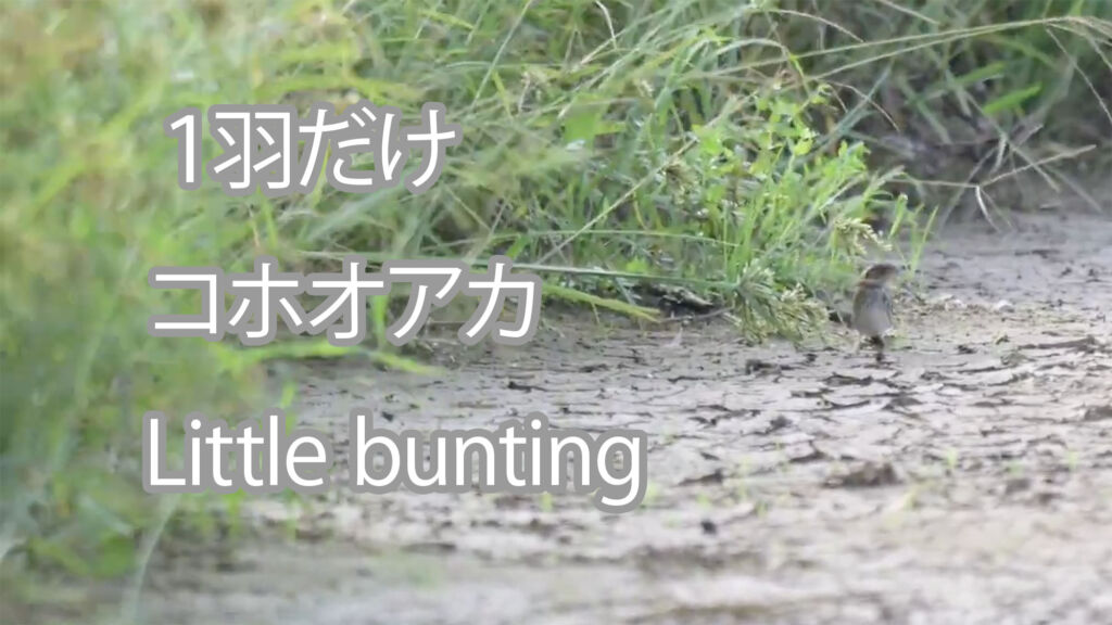 【１羽だけ】コホオアカ Little bunting