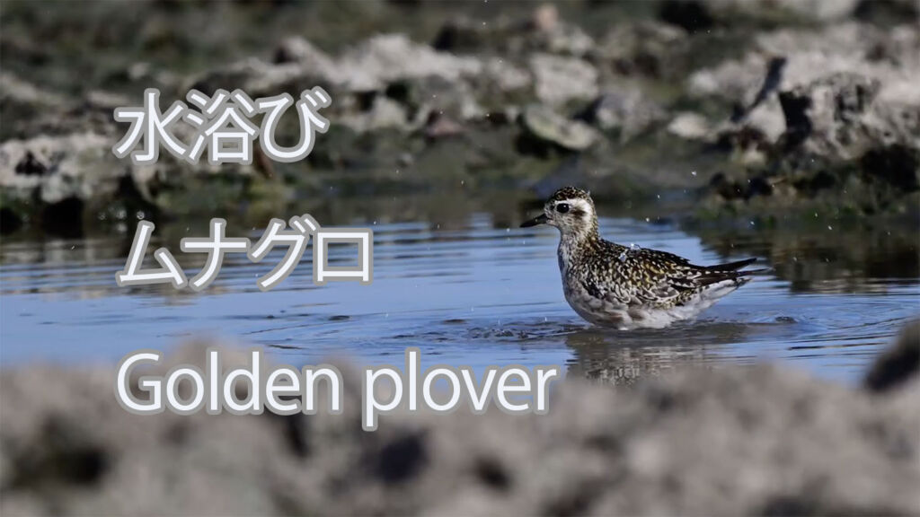 【水浴び】ムナグロ Golden plover
