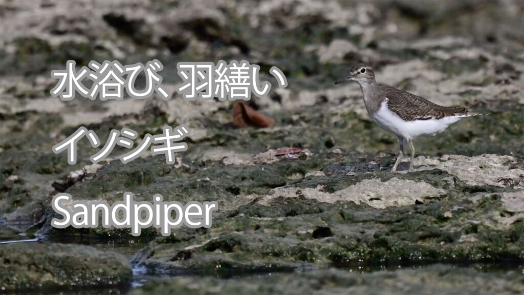 【水浴び、羽繕い】イソシギ Sandpiper