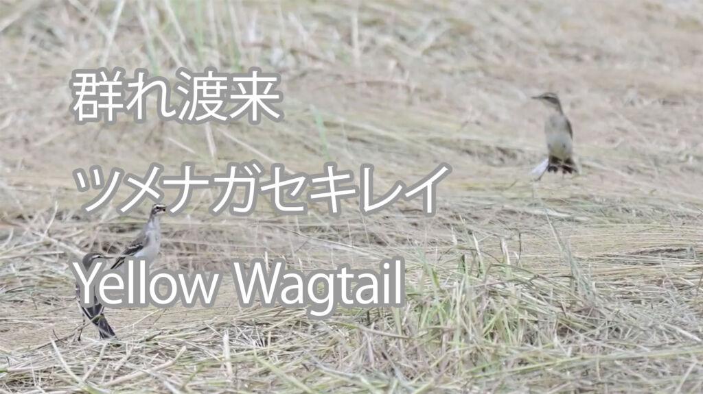 【群れ渡来】ツメナガセキレイ Yellow Wagtail