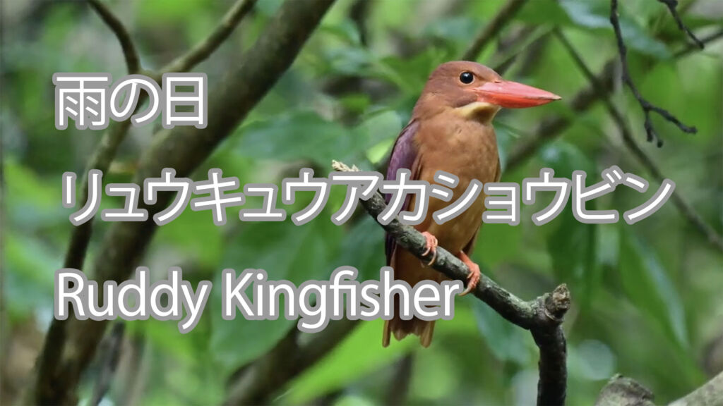 【雨の日】リュウキュウアカショウビン Ruddy Kingfisher