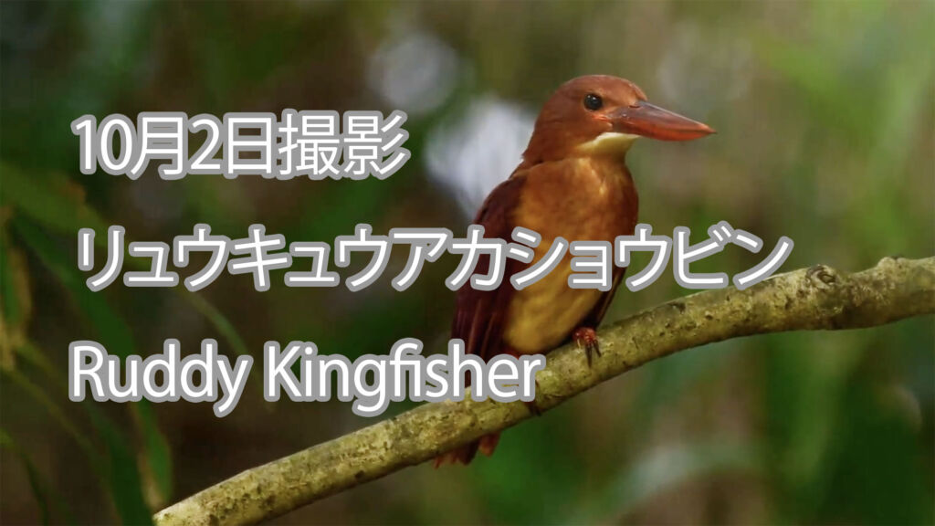 【10月2日撮影】リュウキュウアカショウビン Ruddy Kingfisher