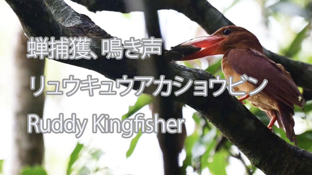 【蝉捕獲、鳴き声】リュウキュウアカショウビン Ruddy Kingfisher