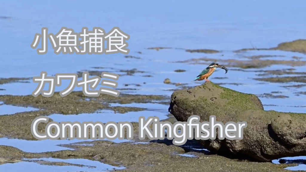 【小魚捕食】カワセミ Common Kingfisher