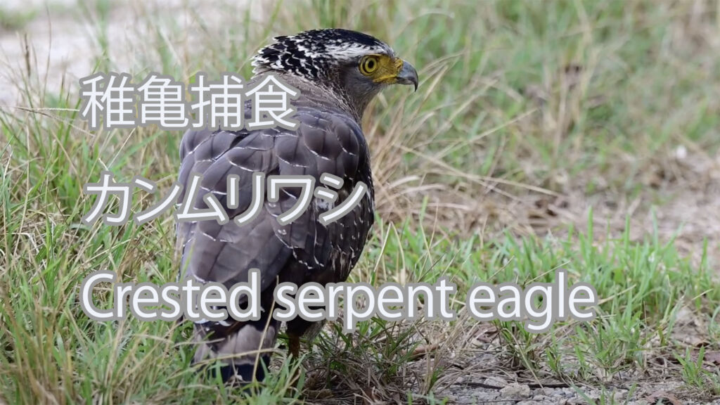 【稚亀捕食】カンムリワシ Crested serpent eagle