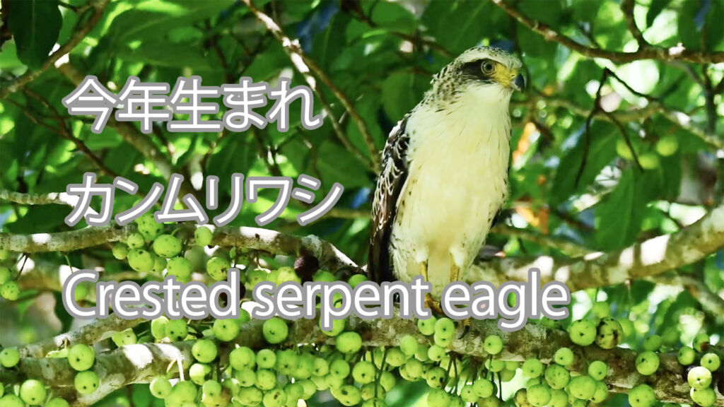 【今年生まれ】カンムリワシ Crested serpent eagle