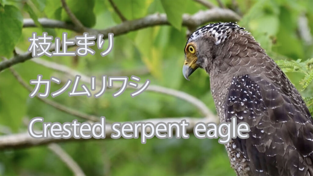 【枝止まり】カンムリワシ Crested serpent eagle