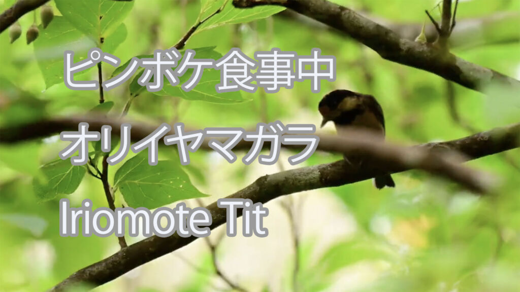 【ピンボケ食事中】オリイヤマガラ Iriomote Tit