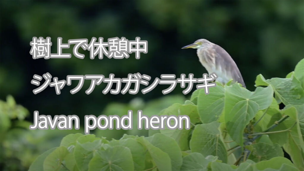 【樹上で休憩中】ジャワアカガシラサギ Javan pond heron