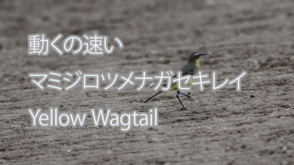 【動くの速い】マミジロツメナガセキレイ Yellow Wagtail