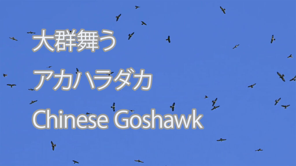 【大群舞う】アカハラダカ Chinese Goshawk