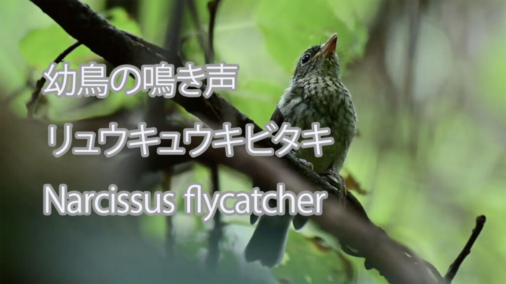 【幼鳥の鳴き声】リュウキュウキビタキ Narcissus flycatcher