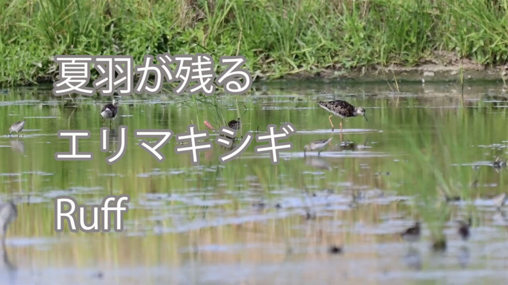 【夏羽が残る】エリマキシギ Ruff