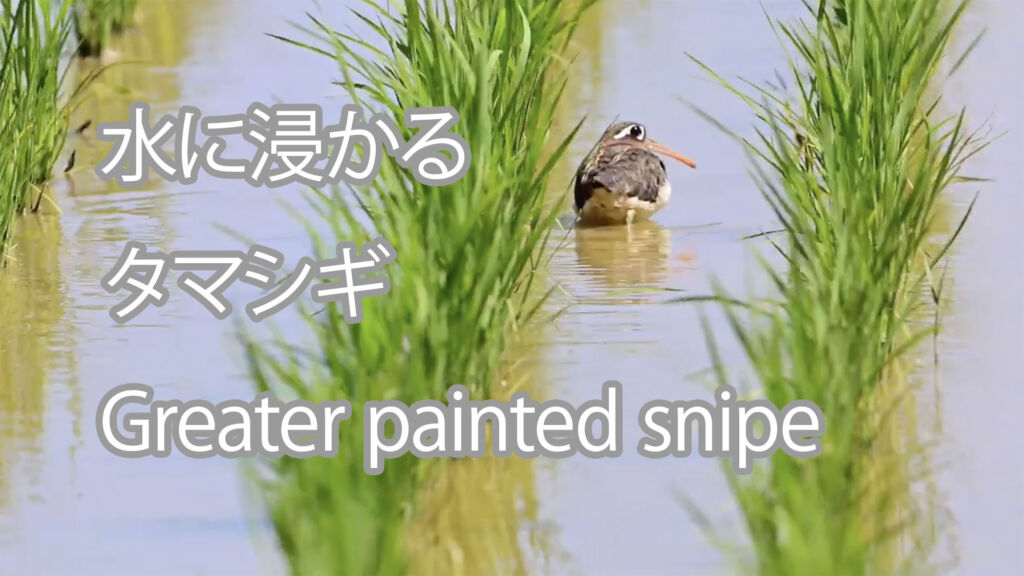 【水に浸かる】タマシギ Greater painted snipe