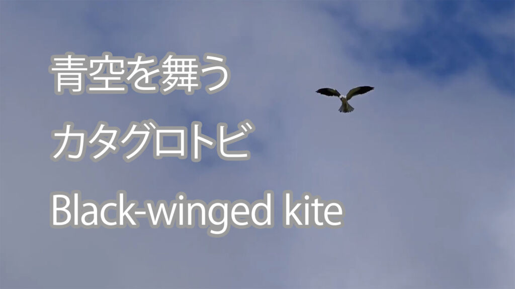 【青空を舞う】 カタグロトビ  Black-winged kite