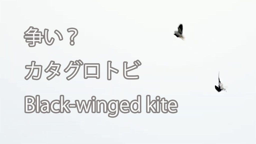 【争い？】カタグロトビ Black-winged kite