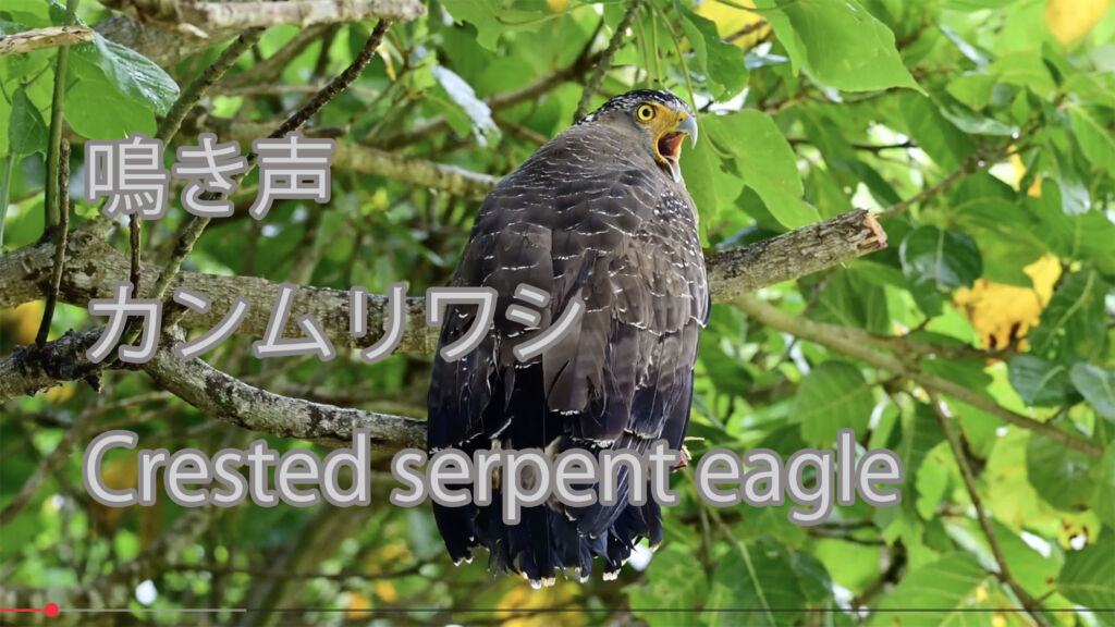 【鳴き声】カンムリワシ Crested serpent eagle