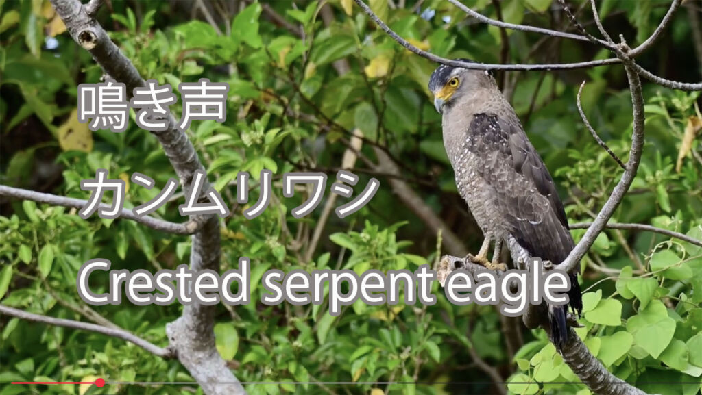 【鳴き声】カンムリワシ Crested serpent eagle
