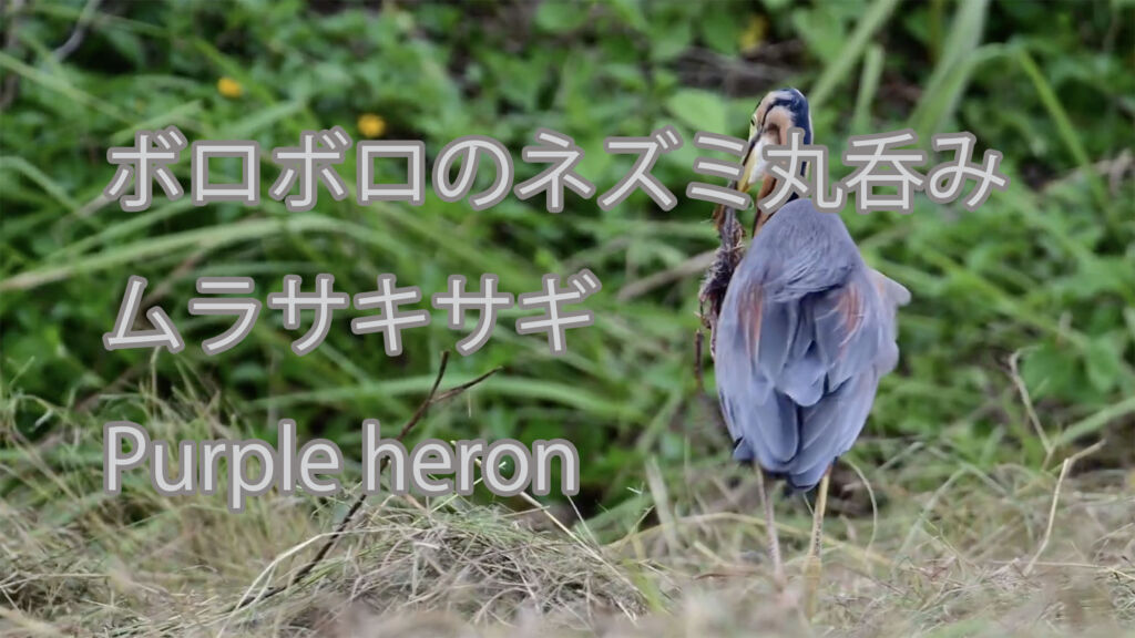 【ボロボロのネズミ丸呑み】ムラサキサギ Purple heron