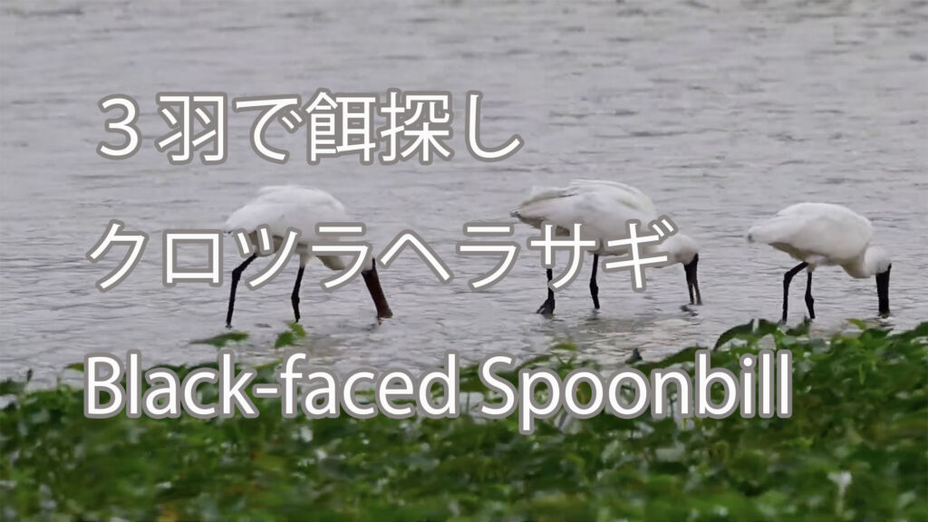 【３羽で餌探し】クロツラヘラサギ Black-faced Spoonbill
