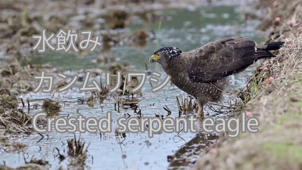 【水飲み】カンムリワシ Crested serpent eagle