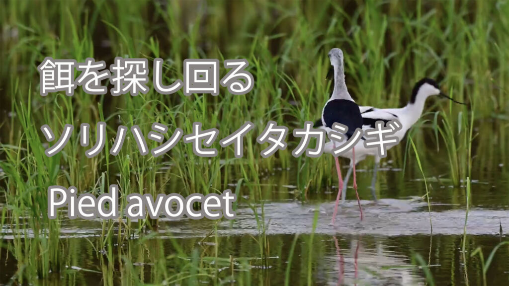 【餌を探し回る】 ソリハシセイタカシギ  Pied avocet