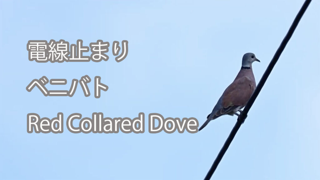 【電線止まり】ベニバト Red Collared Dove