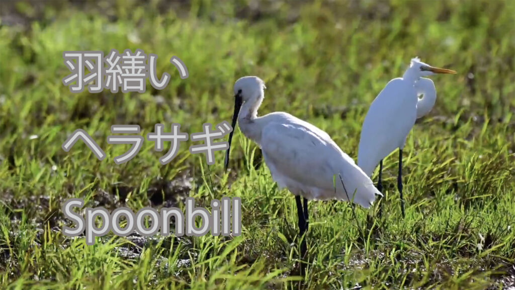 【羽繕い】ヘラサギ Spoonbill