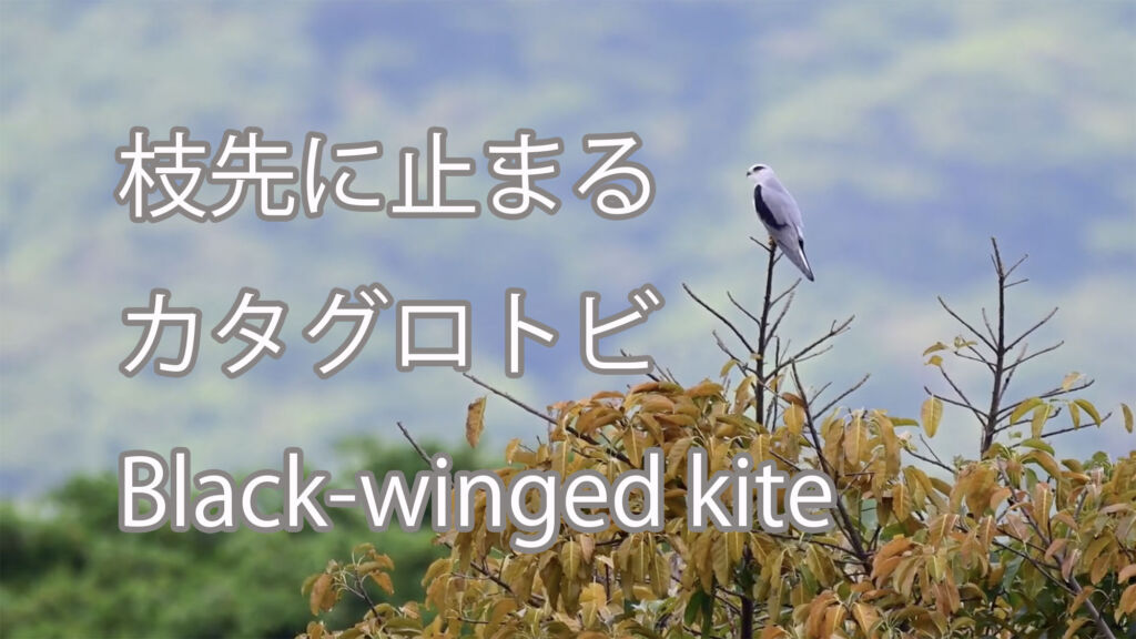 【枝先に止まる】カタグロトビ Black-winged kite