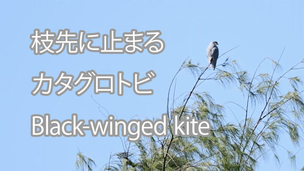 【枝先に止まる】カタグロトビ Black-winged kite