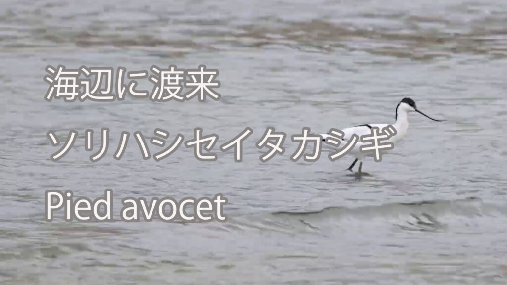 【海辺に渡来】ソリハシセイタカシギ Pied avocet
