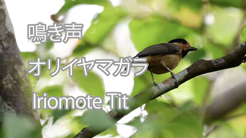 【鳴き声】オリイヤマガラ Iriomote Tit